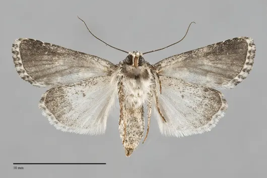Lacinipolia strigicollis
