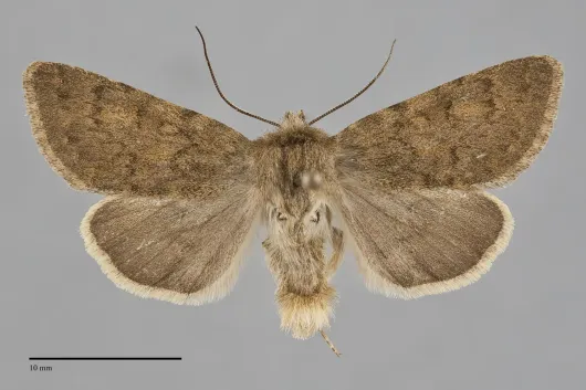 Lasionycta brunnea