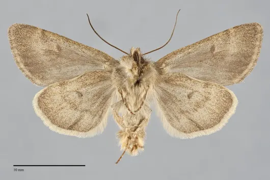 Lasionycta brunnea
