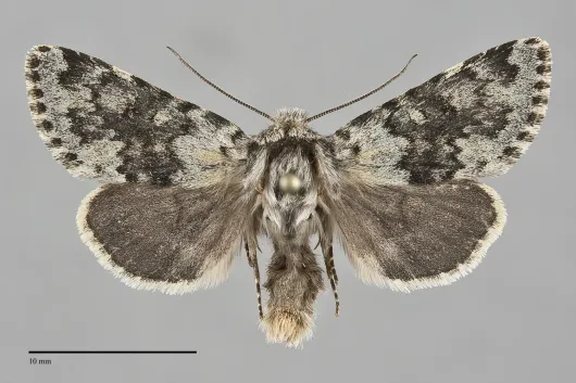 Lasionycta caesia