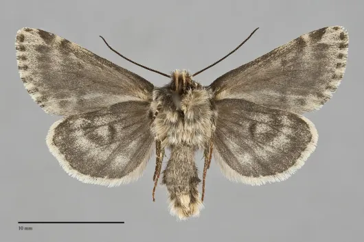 Lasionycta caesia