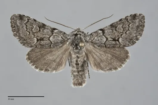Lasionycta fergusoni