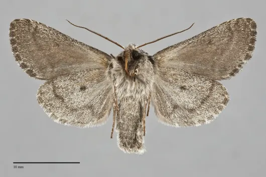 Lasionycta fergusoni