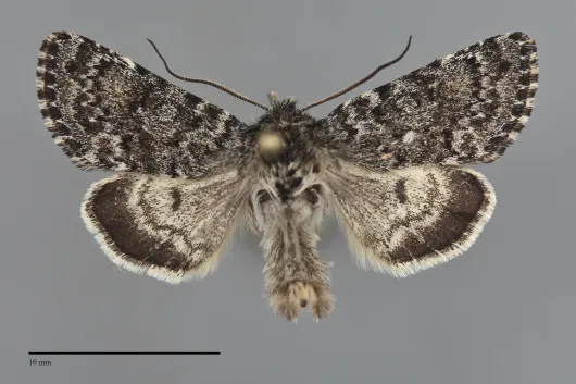 Lasionycta frigida