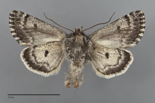 Lasionycta frigida