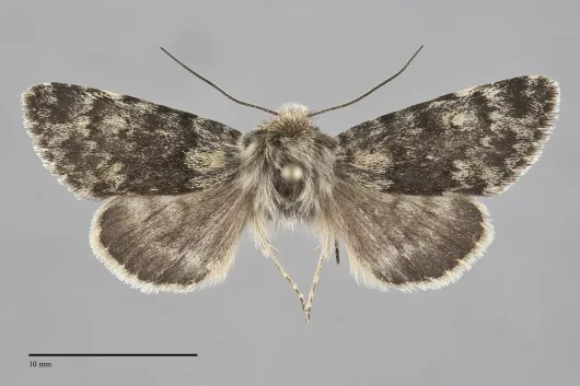 Lasionycta gelida