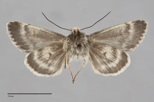 Lasionycta gelida