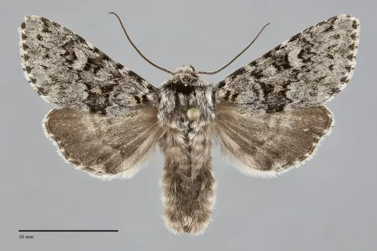 Lasionycta haida