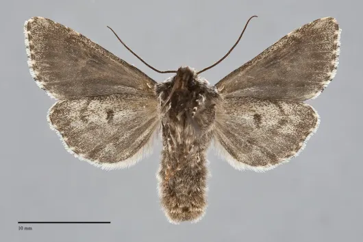 Lasionycta haida