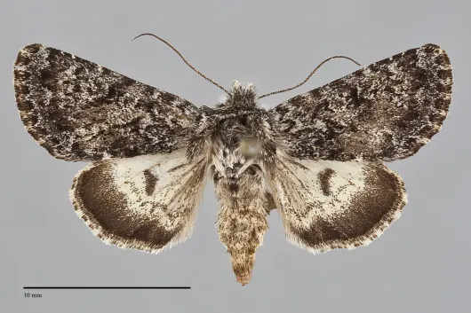 Lasionycta illima