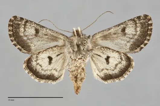 Lasionycta illima