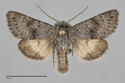 Lasionycta impingens
