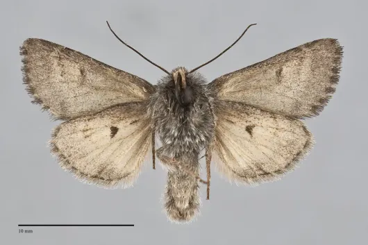Lasionycta impingens