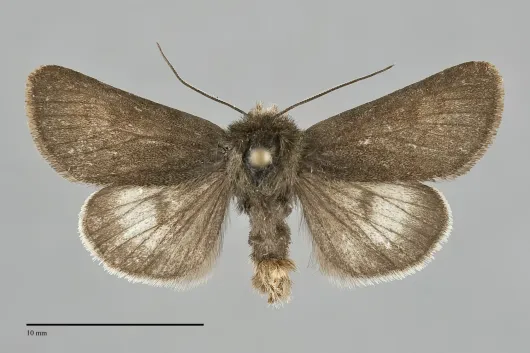 Lasionycta lagganata