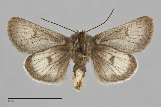 Lasionycta lagganata