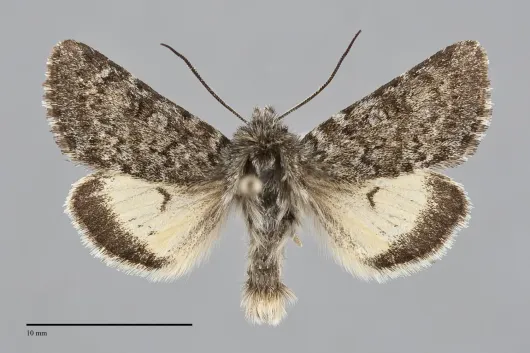 Lasionycta leucocycla
