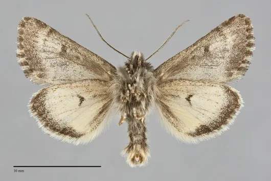Lasionycta leucocycla