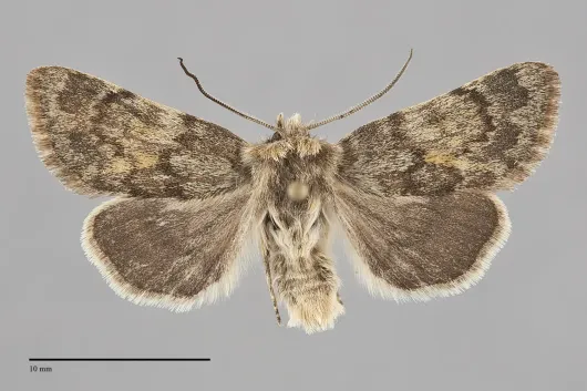 Lasionycta luteola