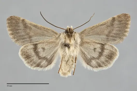 Lasionycta luteola