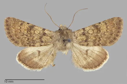 Lasionycta macleani