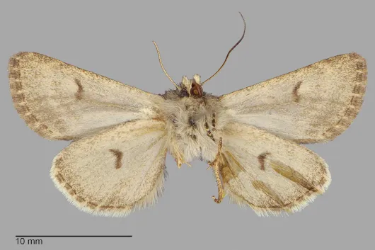 Lasionycta macleani