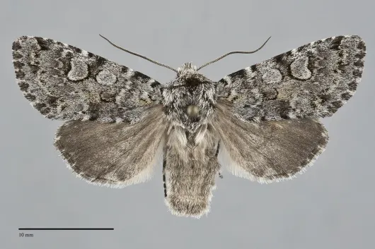 Lasionycta mutilata