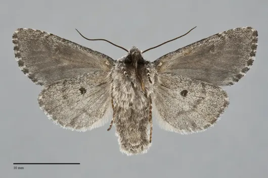 Lasionycta mutilata