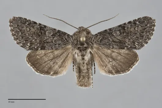 Lasionycta perplexa