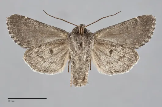 Lasionycta perplexa