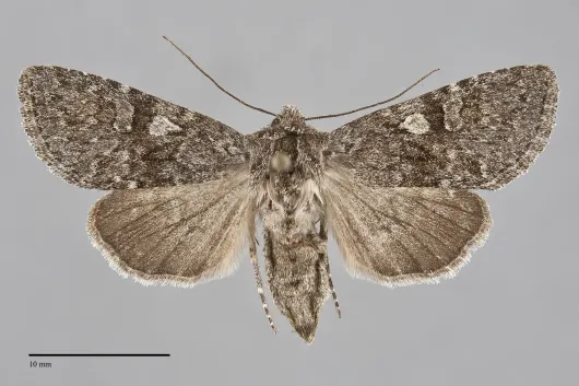 Lasionycta perplexa