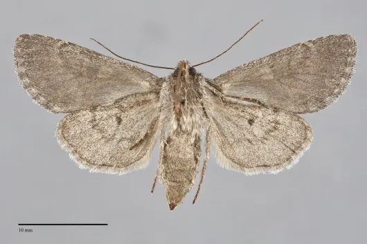 Lasionycta perplexa