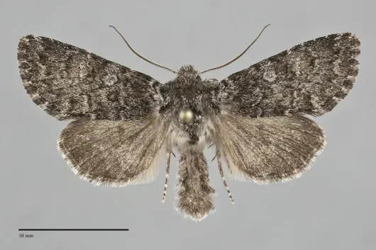 Lasionycta perplexella