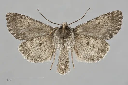Lasionycta perplexella