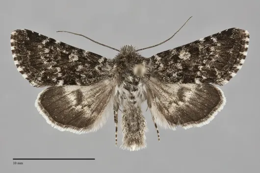 Lasionycta poca