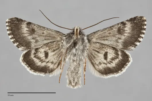 Lasionycta poca