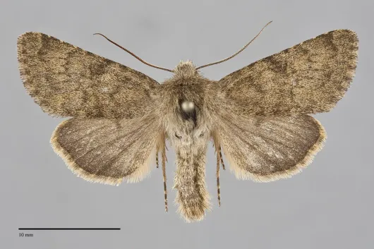 Lasionycta promulsa