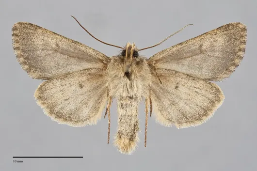 Lasionycta promulsa