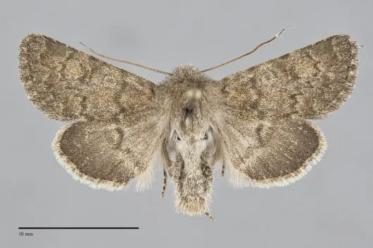 Lasionycta pulverea