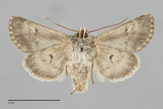 Lasionycta pulverea