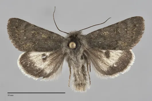 Lasionycta quadrilunata