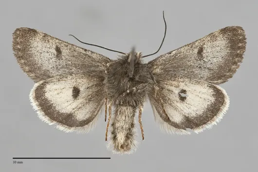 Lasionycta quadrilunata