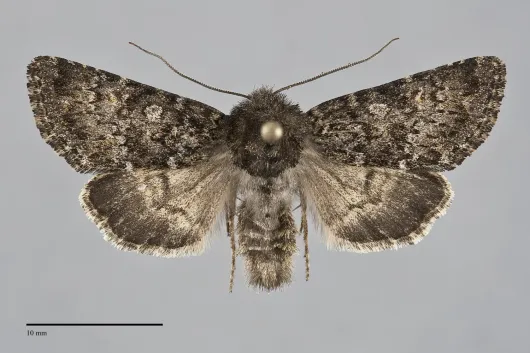 Lasionycta sasquatch