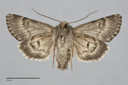 Lasionycta sasquatch