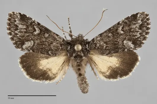 Lasionycta secedens