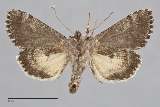 Lasionycta secedens