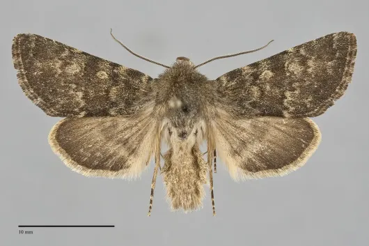 Lasionycta silacea