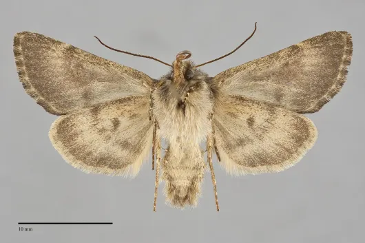 Lasionycta silacea