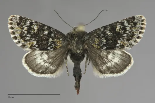 Lasionycta staudingeri