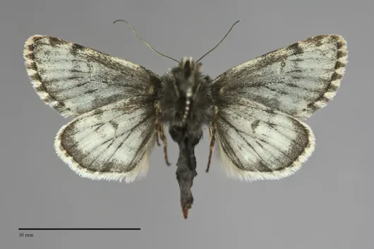 Lasionycta staudingeri