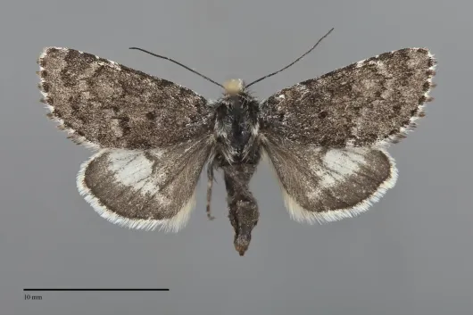 Lasionycta staudingeri